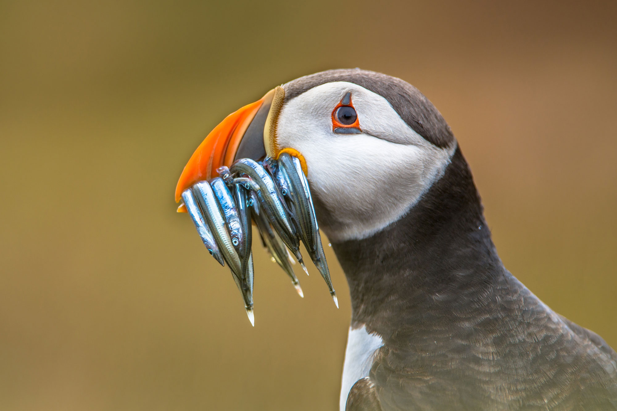 isole Vestmann puffins