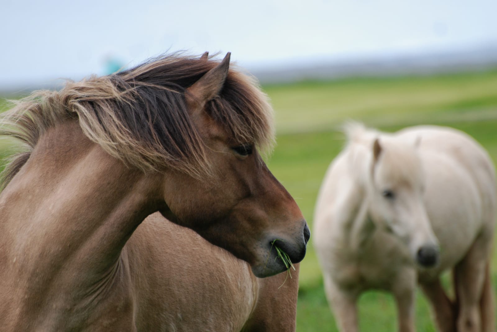 I cavalli islandesi