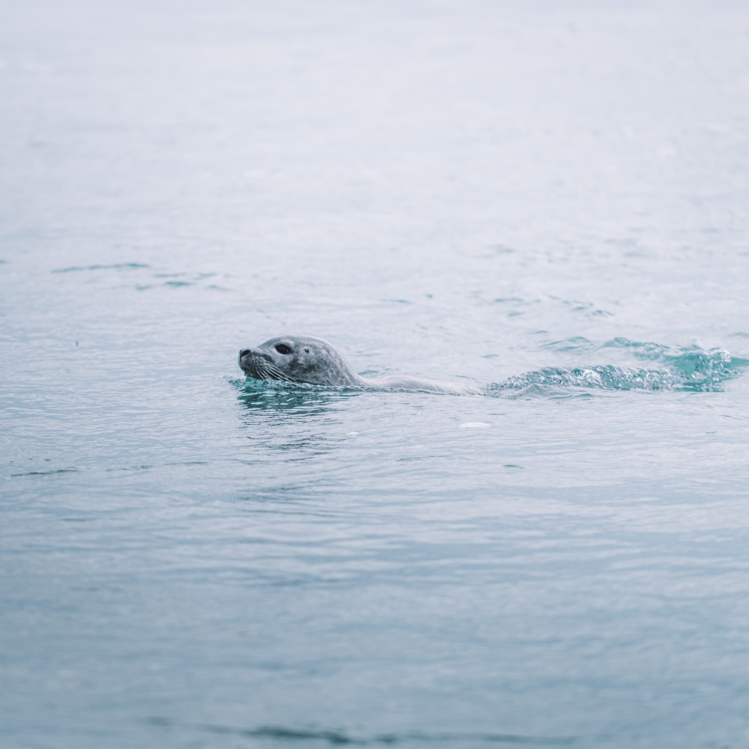 Seal watching in Islanda