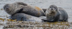 avvistamento foche islanda
